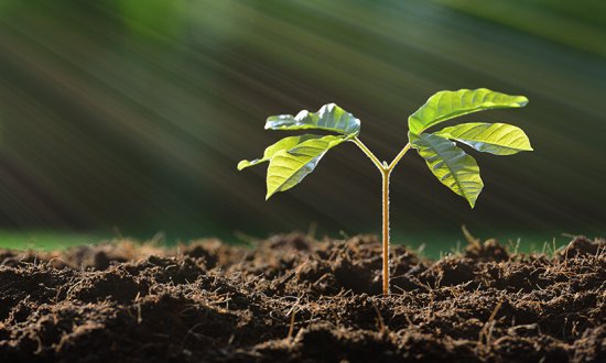 Young plant in the morning light on nature background